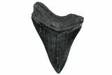 Fossil Megalodon Tooth - South Carolina #236253-1